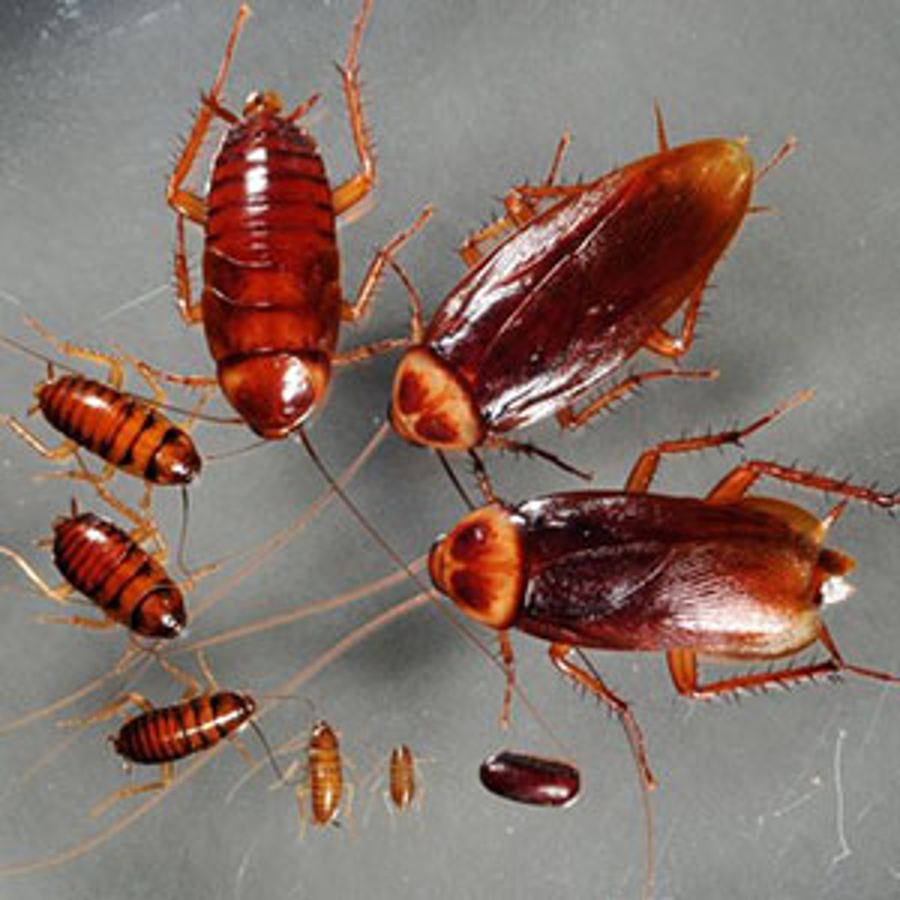 RM Pest Control